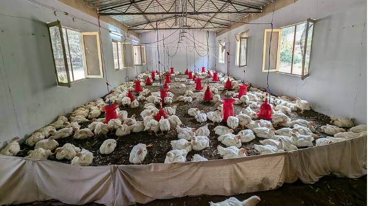 All Central Prisons have launched the Freedom Poultry Farm to provide fresh poultry to meet the prison requirements. 40% of the produce is for inmates and 60% for the public, generating revenue to support the initiative.