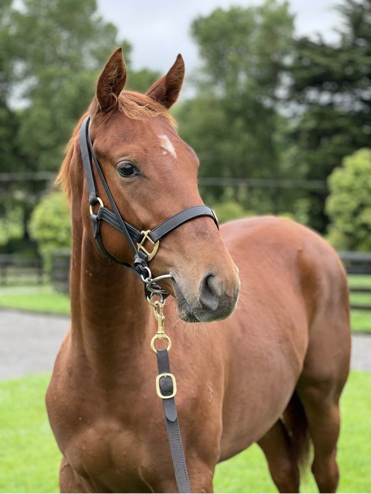Highden Park grad Campaldino battles hard to the line to win the 2400m ANZAC Day Cup at Randwick-Kensington today for Darby Racing Syndications trained by Gai Waterhouse &amp; Adrian Bott Racing .
 Congratulations to all connections including breeders Ricky and Anna Rhodes.