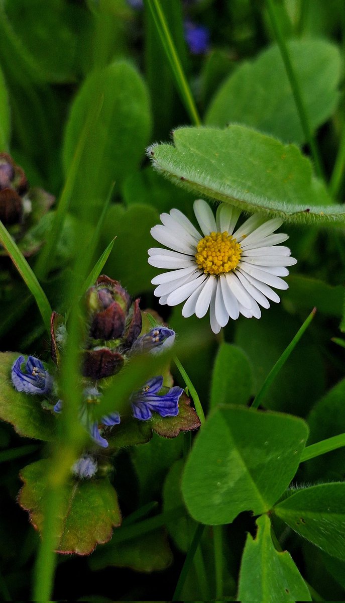 🍃🌿🌼🤍🪻💙🌿🍃

#FlowersOnFriday #FlowersOnX