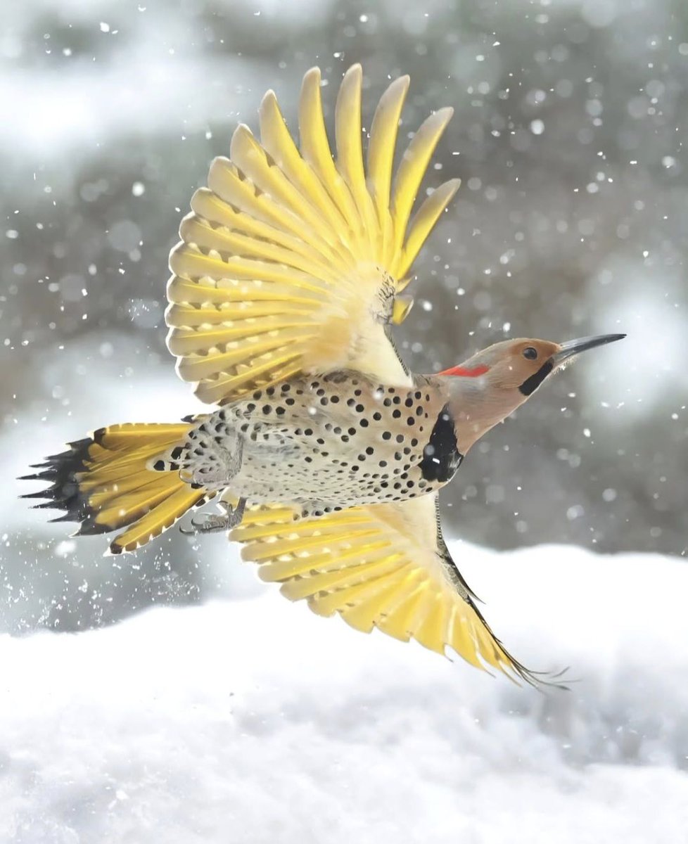 DelattreMia's tweet photo. πΏ Pic flamboyant (Northern Flicker), facilement reconnaissable Γ ses ailes dorΓ©es β¨π¦
πΈ @glen.noye
#FlickerFriday #BirdLovers #BirdWatching #WildlifePhotography https://t.co/7knL1N6WvJ