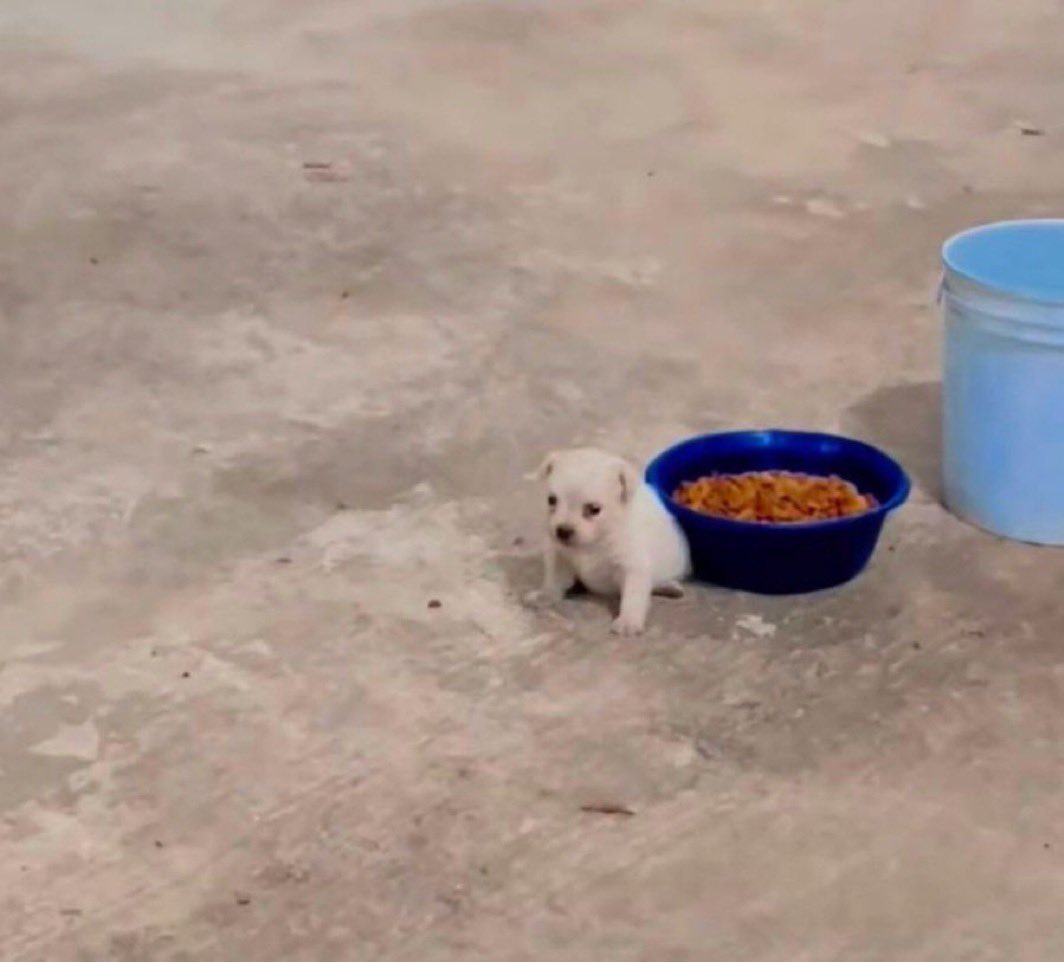 ช้านโดนทิ้ง ใคก้ไม่รัก