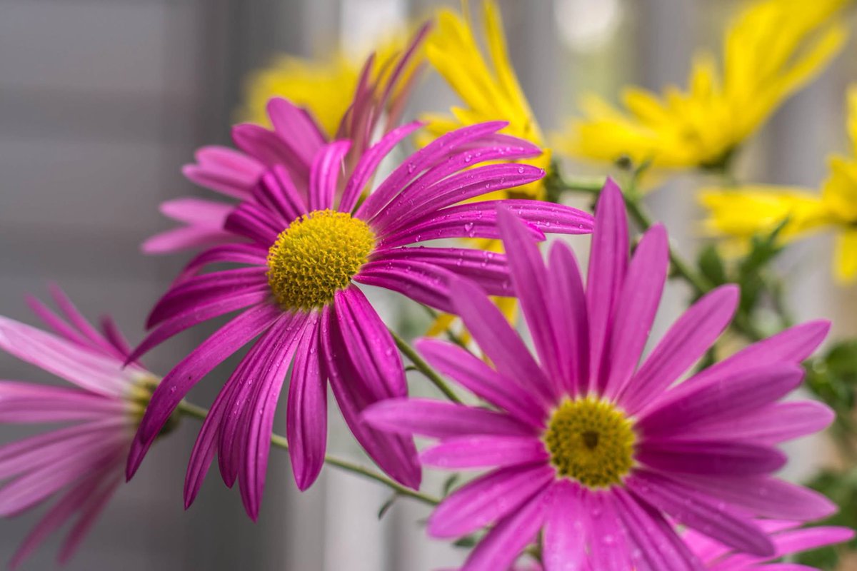 milesaway25's tweet image. #milesaway #milesaway25 #spring2025 #Tulip #Purple