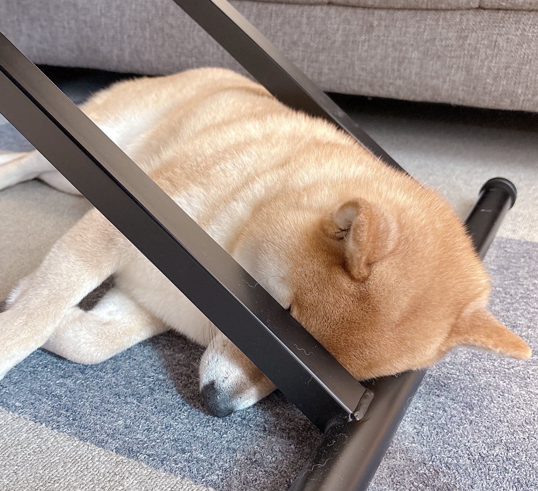 柴犬むぎ on X: 