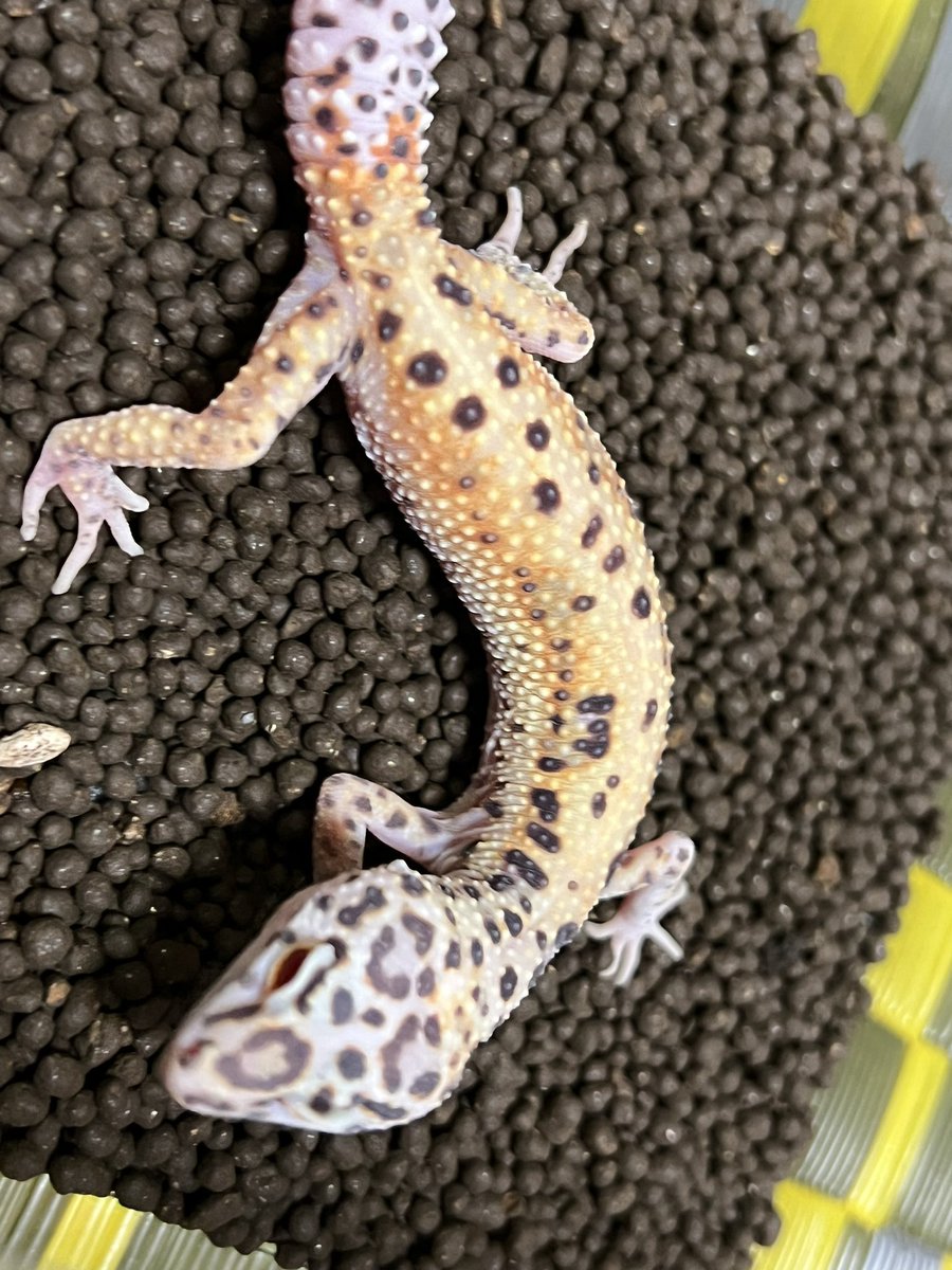 松 宏彰 Hiroaki Matsu on X