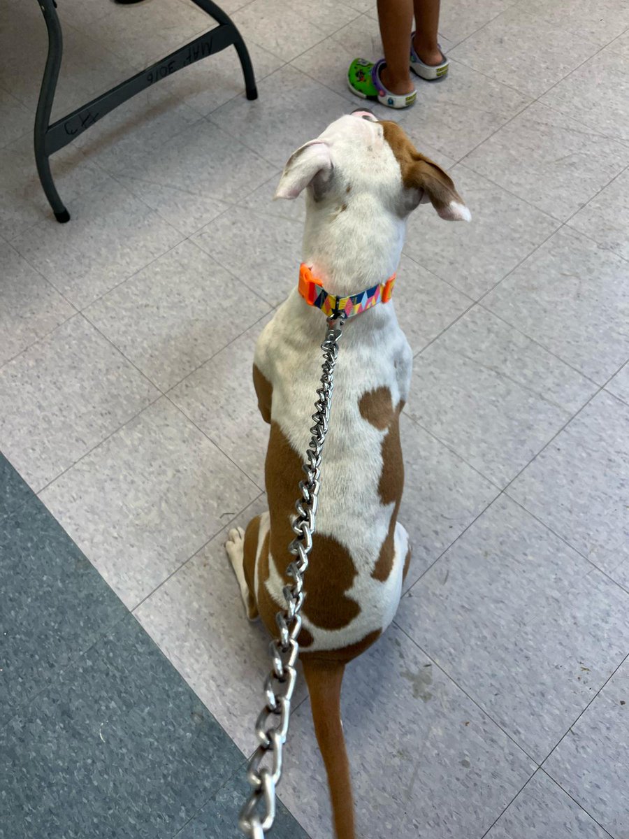 MOSPBA11's tweet photo. Vacunación para perros y gatos libre de costo del @desaludpr #OECA en el Residencial Manuel A. Pérez en San Juan, gracias al Colegio de Médicos Veterinarios de Puerto Rico. Agradecidos de nuestra Voluntaria #mospba Julia por su participación. https://t.co/Fj6D2o7vid