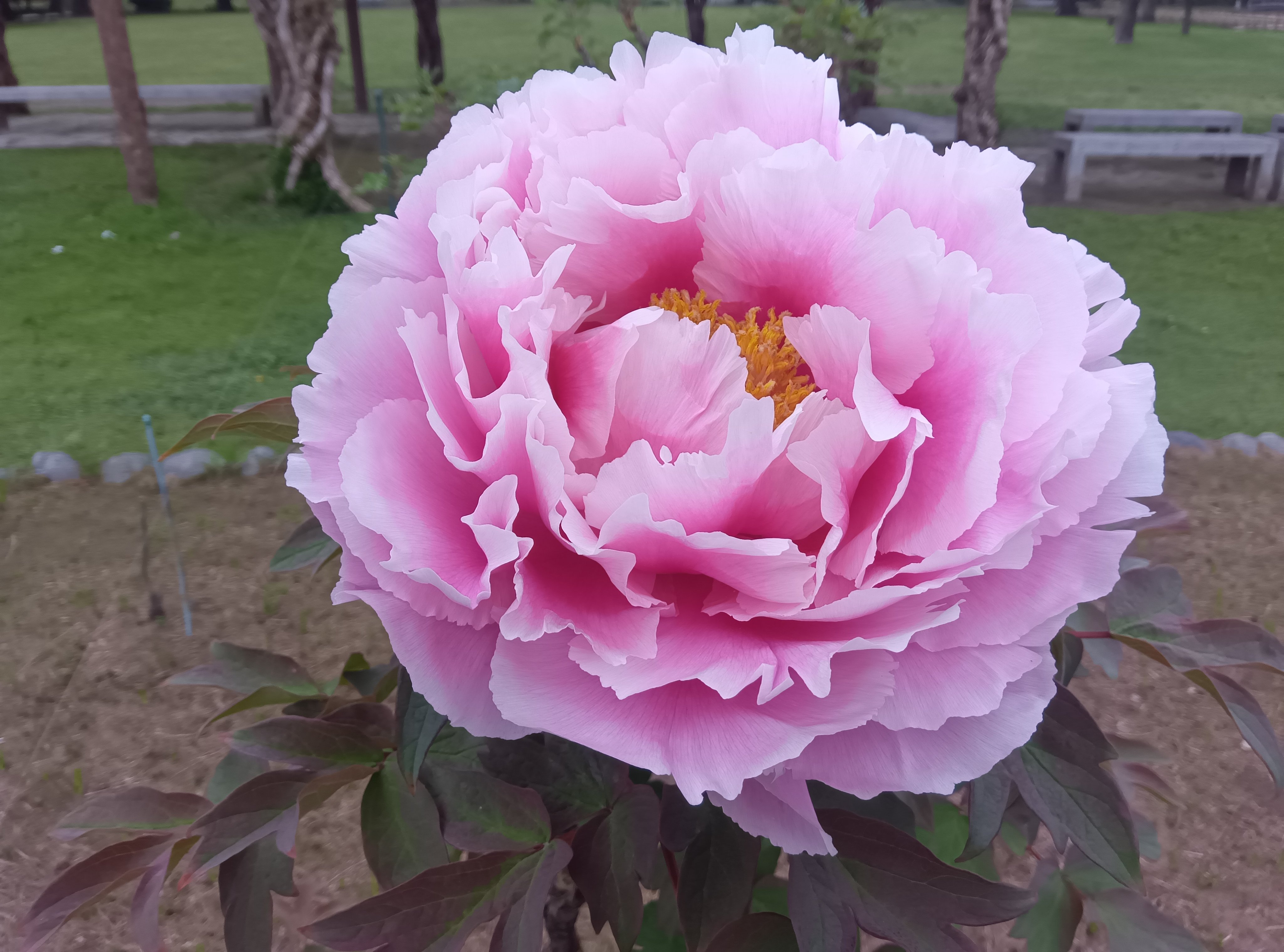 浜離宮恩賜庭園 on X: 