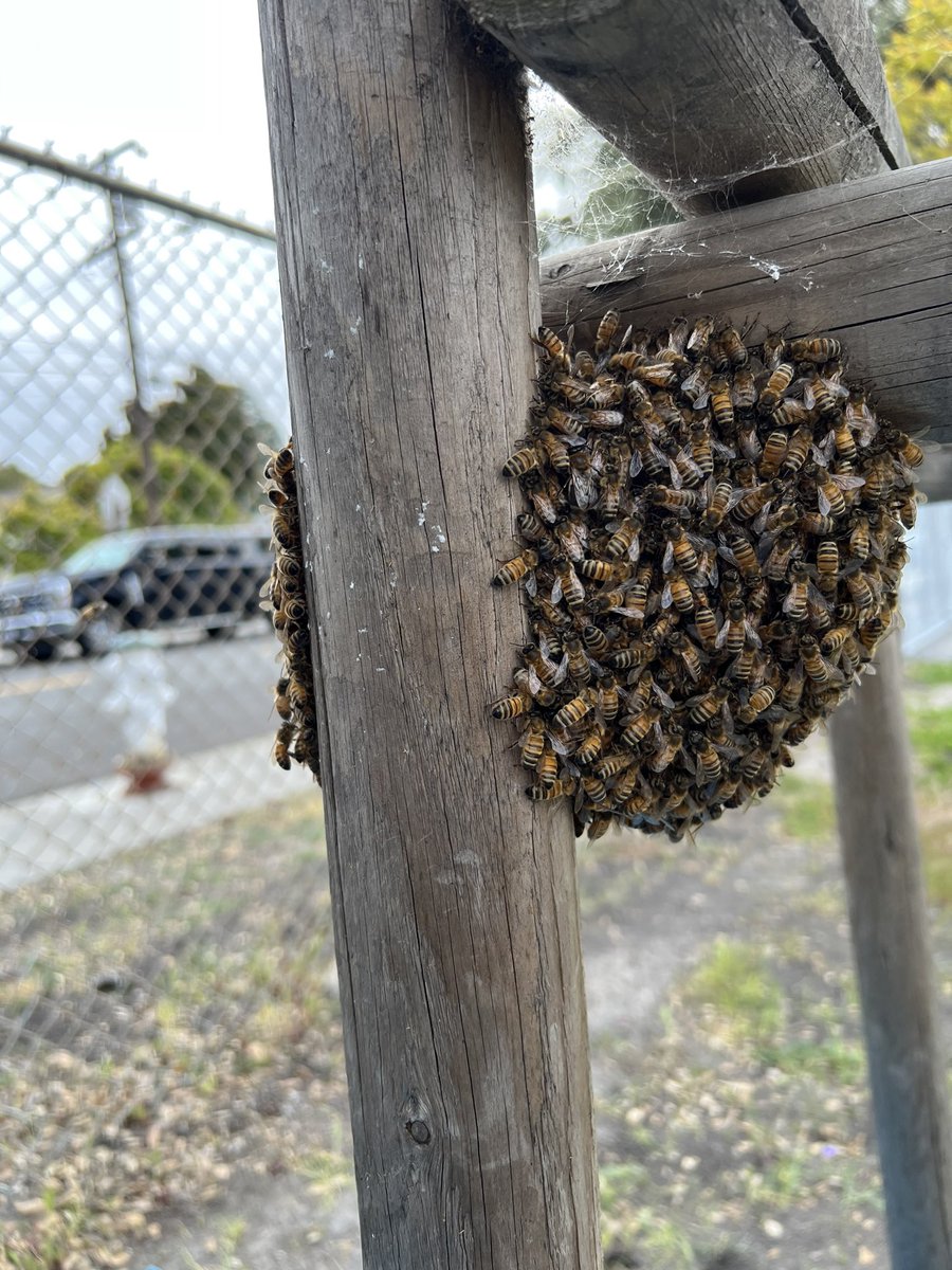 PossessedChair's tweet photo. @honeybees Thanks for coming out, really cool to see how you handle them! Glad they’ll find a safe home. https://t.co/4Mh7L9QsHl