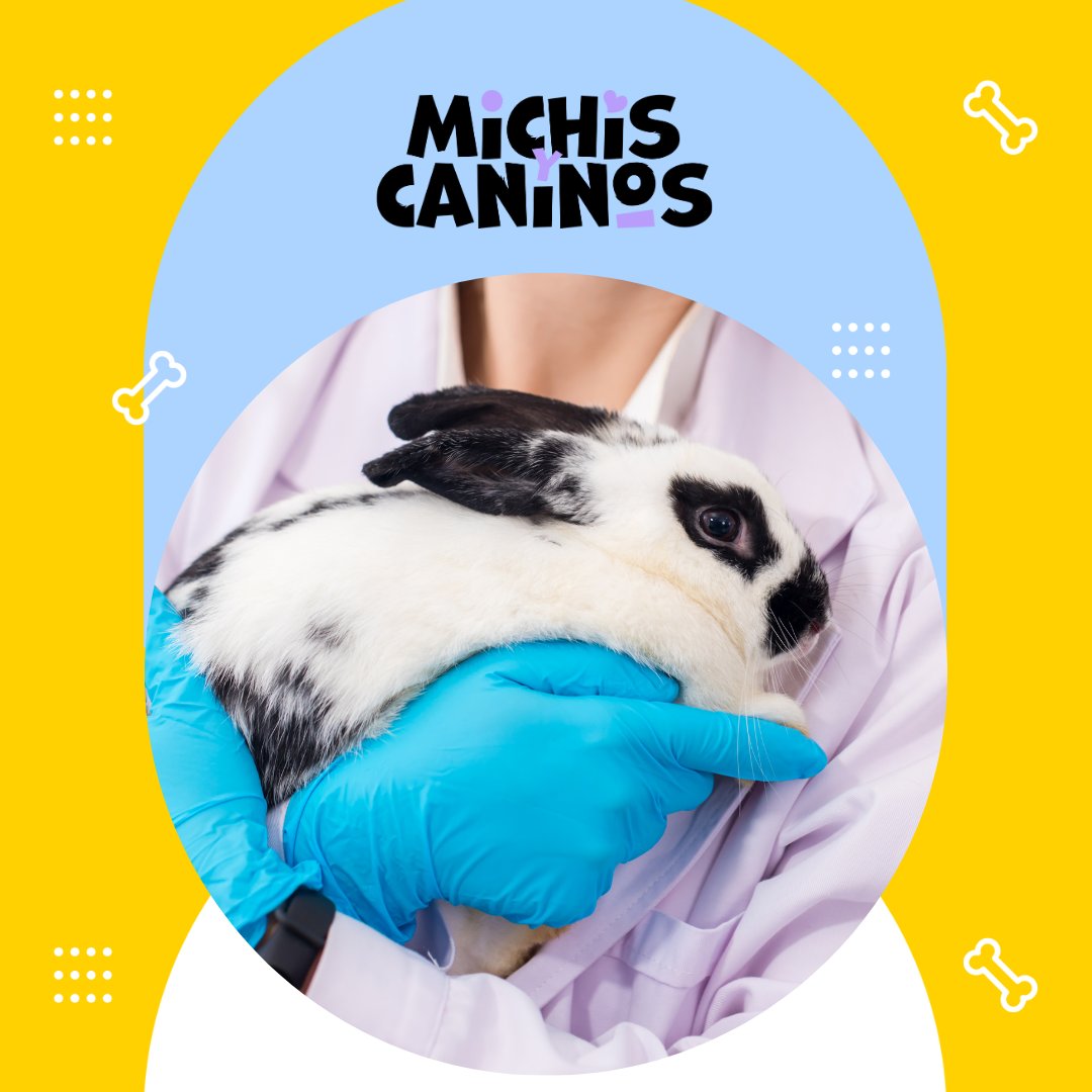 🧪🚫🐶 Los animales no son instrumentos. Hoy recordamos que todos merecen cuidado y libertad. 👉 michisycaninos.com