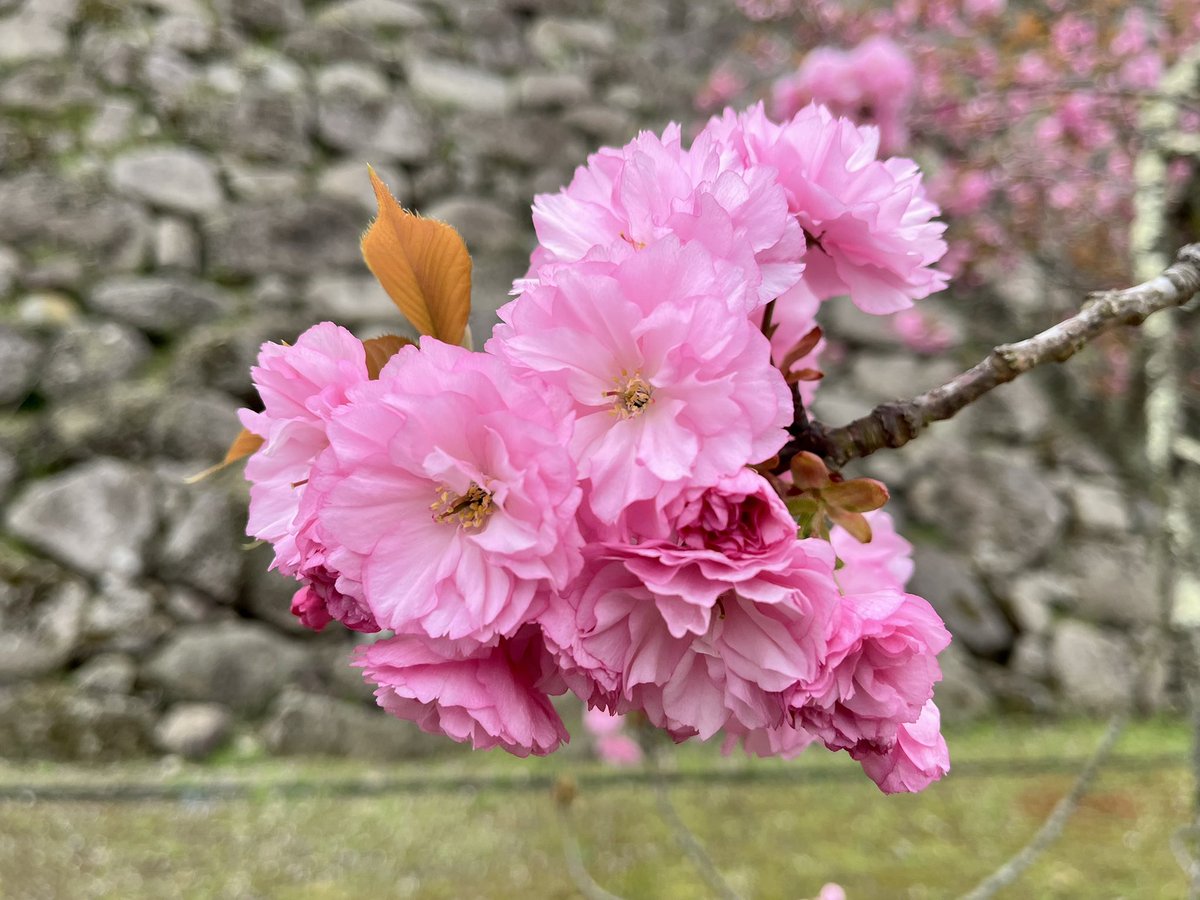おはようございます 本日(4/25)の鶴ヶ城です。 八重桜の開花が進んでい