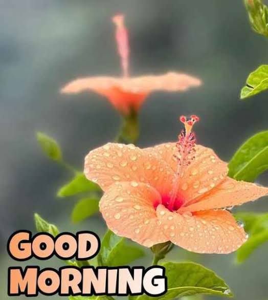 Good morning friends 🌞🌄