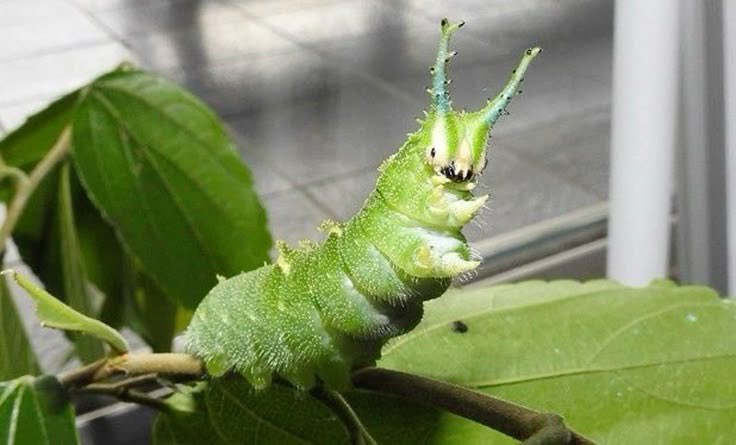 geny4n_'s tweet photo. “ hmmm i wonder what 2 + 2 is … “ 

the wise japanese emperor caterpillar : https://t.co/vuwJJJgkMI