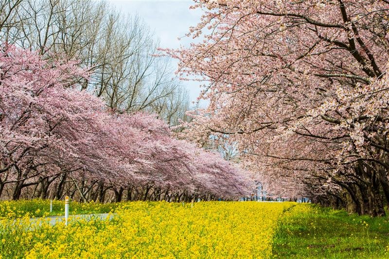こんにちワン🐶あきおだよ！ 行楽シーズンにおすすめの「桜・菜の花