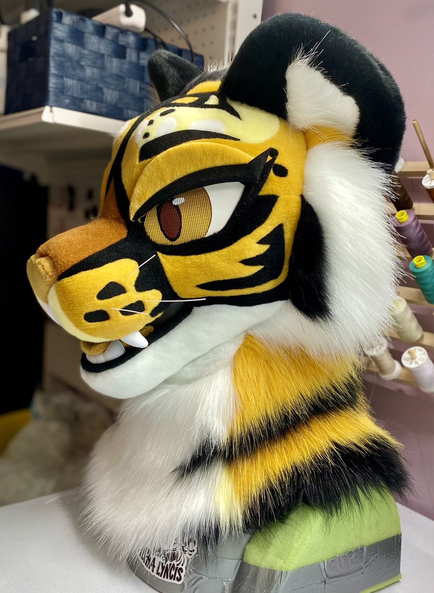 Welcome to the family, Aurora! 💛

Go follow the lovely <a href="/Alktinox/">🌵Animal style Potato 🥔</a> to see all their adventures!! 🐯

They’ve had an eyelash edit since these photos and I forgot to take updates ones 💔