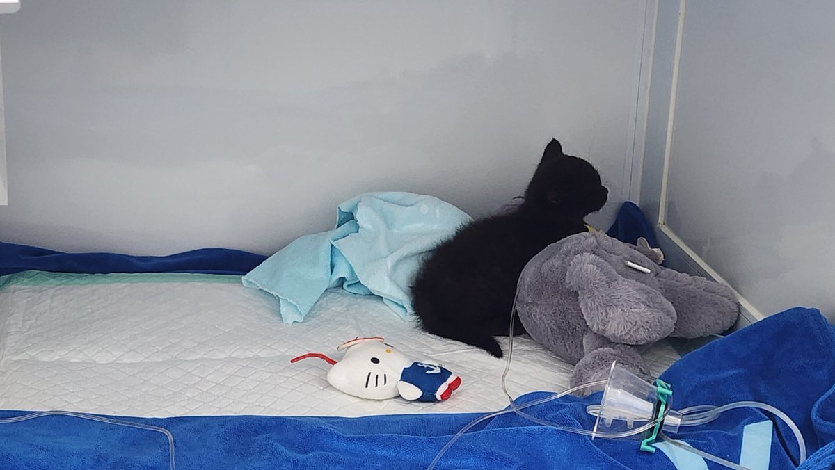 So sad Boo my kitten sick and in hospital for 2 days.. got iv drop + oxygen ... x ray and usg show he have fluid in lungs so need to medicated , already in home but have heavy breathing.. so I need to buy oxygen today... please pray for his health T^T .. I try my best for him 
.