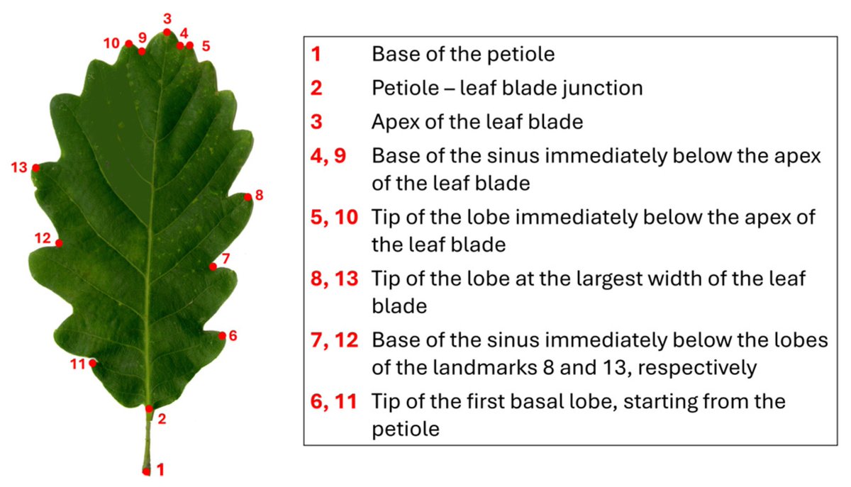 🌲 #Forests🌲 Editor's Choice #Article

📢 "First Results of a #Geometric #Morphometric Analysis of the #Leaf Size and #Shape Variation in Quercus petraea Across a Wide European Area" written by Paola Fortini et al.

👉 mdpi.com/1999-4907/16/1…

📚 #biogeography #GMM #whiteoaks