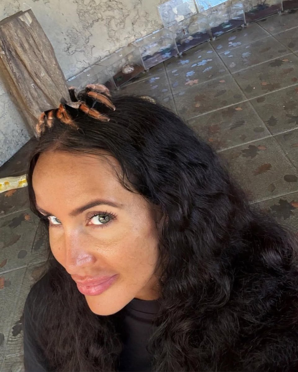 MissAdriSmith's tweet photo. 🕸️ Redknee Tarantula 🕸️ #bali #indonesia #RedkneeTarantula #baligirl #baliisland #balivibe #tarantula #spider #tarantula #wildlife #animal #baliindonesia https://t.co/Uohdvworsi