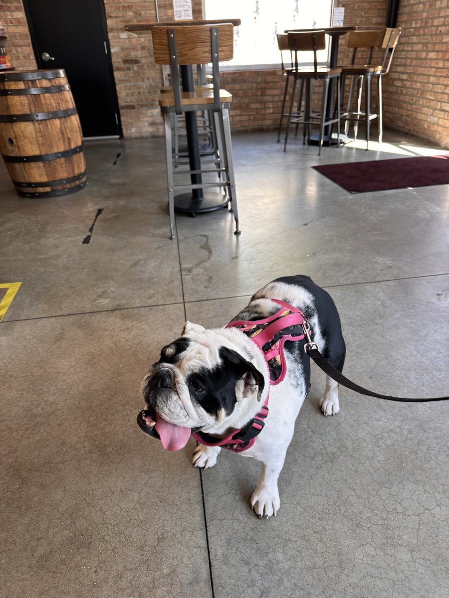 clareifying's tweet image. Once a brewery dog, always a brewery dog. @SpitefulBrewing #BullDog#Gloria