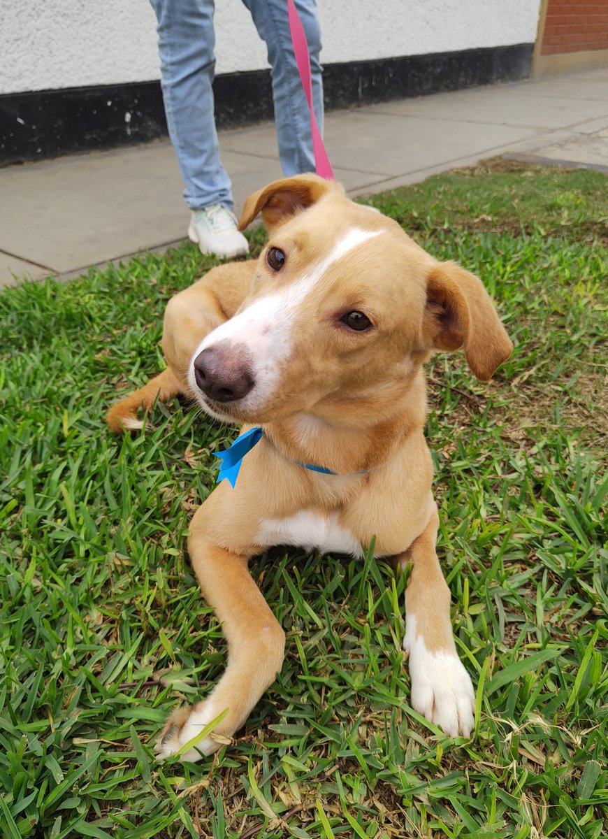 rommyb's tweet photo. POR QUÉ NADIE SE ANIMARÁ A  ADOPTARME❓
Pascal sigue viviendo en el albergue esperando una estrella que lo guíe a un destino mejor. Es un perro hermoso, dócil, cariñoso y ya castrado de solo 2 años. ¿Me ayudas a difundir su caso? DM o WSP 993350175 975096690 994352469 999928979 https://t.co/Sjs4RyzGSQ