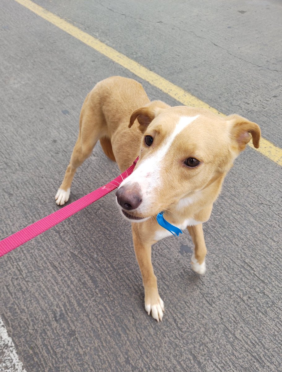 rommyb's tweet photo. POR QUÉ NADIE SE ANIMARÁ A  ADOPTARME❓
Pascal sigue viviendo en el albergue esperando una estrella que lo guíe a un destino mejor. Es un perro hermoso, dócil, cariñoso y ya castrado de solo 2 años. ¿Me ayudas a difundir su caso? DM o WSP 993350175 975096690 994352469 999928979 https://t.co/Sjs4RyzGSQ