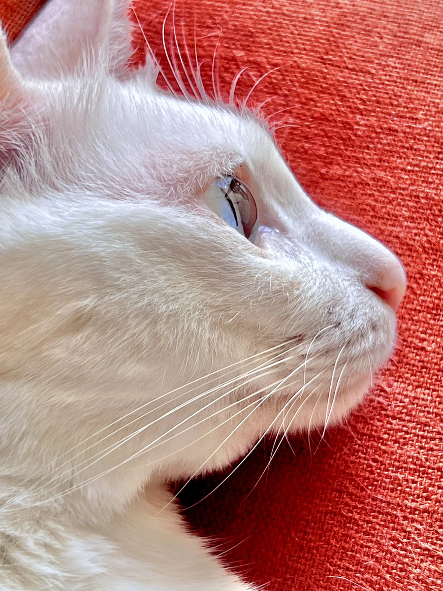 madammiyu's tweet photo. タイ在住って事はタイ猫を飼えるチャンスです🛎️
その機会を逃しては後悔先に立たずです🫵🏻
タイ猫を飼いたい方はまずコメ欄でお知らせ下さい👆🏻📱
タイ人ブリーダーとの仲介をいたします🤝🏻
#khaomanee #cat #cats #猫 #แมว #Thaicats #カオマニー #タイ猫 #オッドアイ #oddeyes #バンコク #Bangkok https://t.co/n9nNopzDgO
