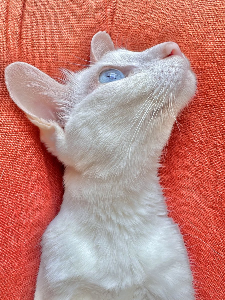 madammiyu's tweet photo. タイ在住って事はタイ猫を飼えるチャンスです🛎️
その機会を逃しては後悔先に立たずです🫵🏻
タイ猫を飼いたい方はまずコメ欄でお知らせ下さい👆🏻📱
タイ人ブリーダーとの仲介をいたします🤝🏻
#khaomanee #cat #cats #猫 #แมว #Thaicats #カオマニー #タイ猫 #オッドアイ #oddeyes #バンコク #Bangkok https://t.co/n9nNopzDgO
