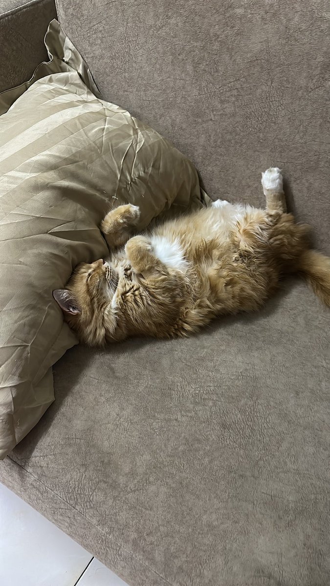 nellieeilish's tweet photo. hm kucing kampung aku kutip depan rumah lagi comel... mulut tak bau ikan tenggiri dan tak function tangkap tikus 🥰 https://t.co/OUCdqhguvu