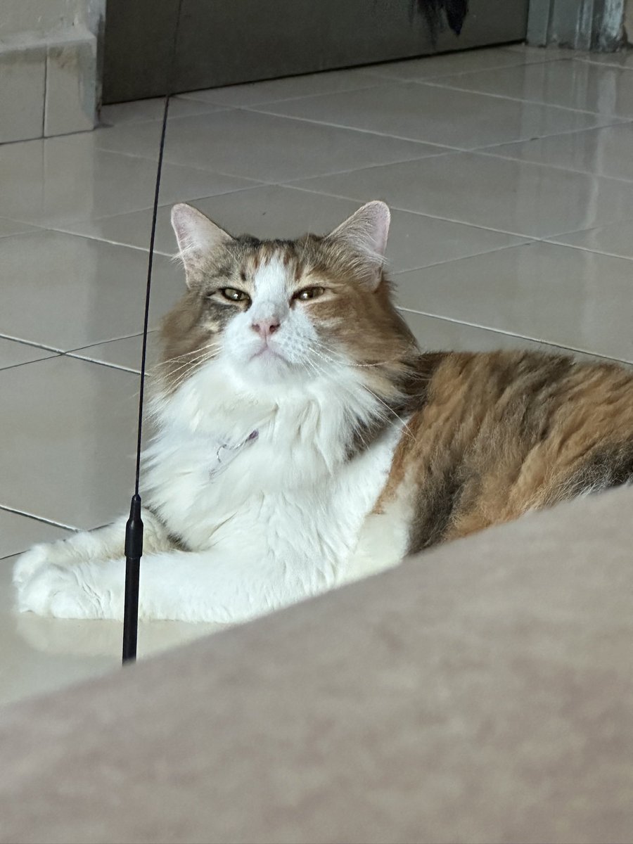 nellieeilish's tweet photo. hm kucing kampung aku kutip depan rumah lagi comel... mulut tak bau ikan tenggiri dan tak function tangkap tikus 🥰 https://t.co/OUCdqhguvu