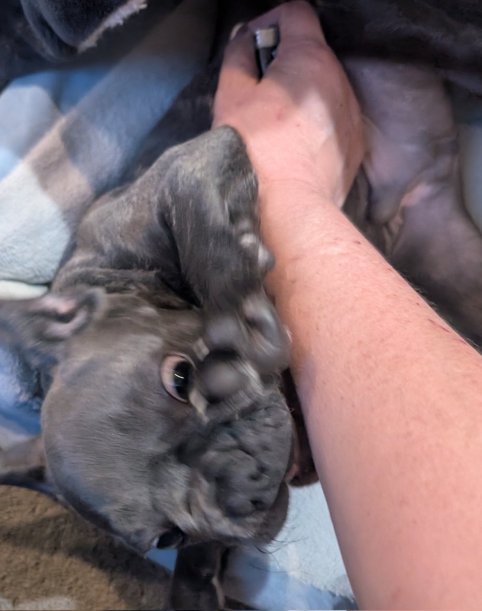 Tinagosee2's tweet photo. I was gone for 2 days..he mad...action shot right before he bit me ๐ณ๐๐ฅฐ #babyJax #nobites ๐ซฃ https://t.co/pxyuN8lg4U