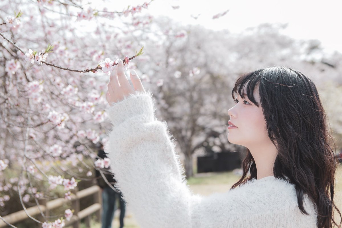 _o8z4_'s tweet photo. 桜の絨毯🌸 https://t.co/N1wf4kmxya