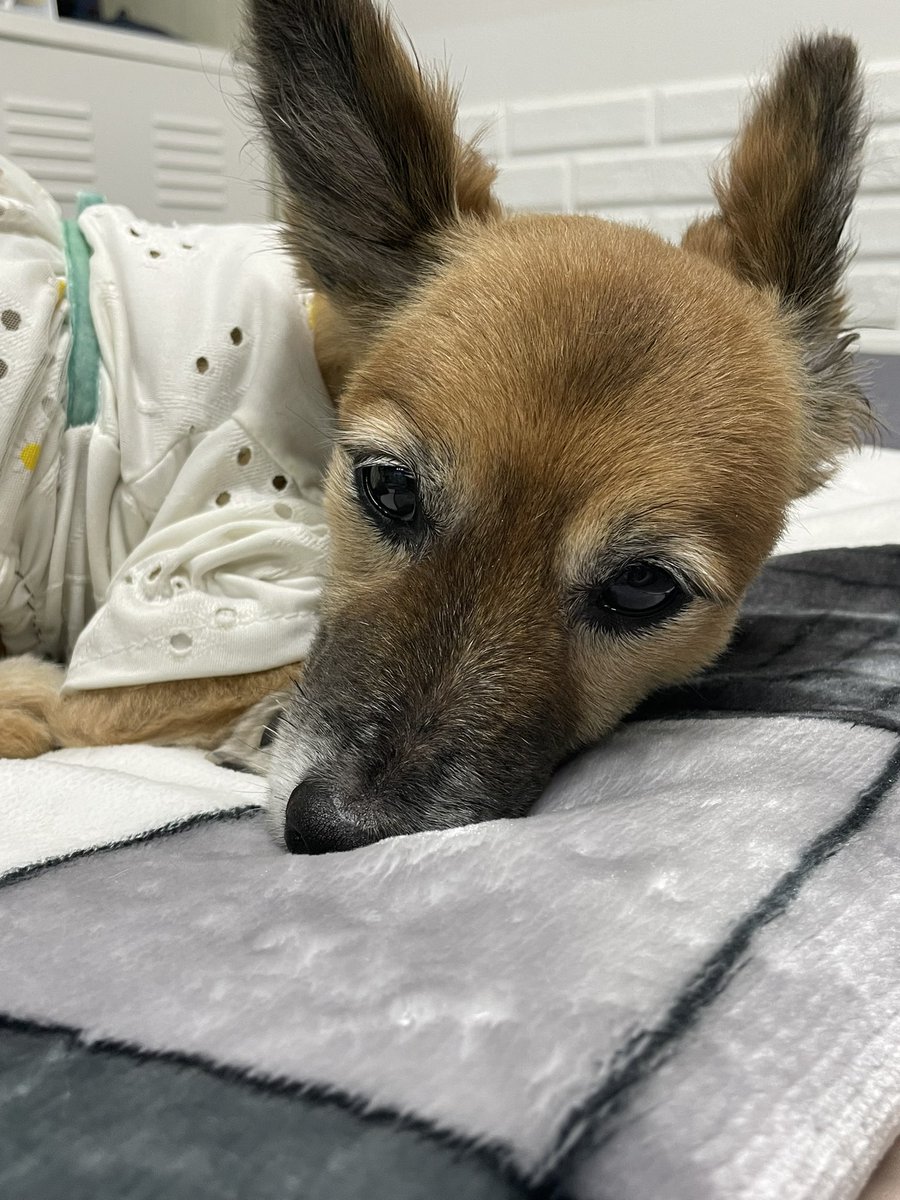 내일 (4/26) 봉사자가 없습니다‼️ 🌟강동구 천사의집🌟의 운영자인 선생님께서는 현재 건강이 많이 안 좋으셔서 봉사자의 도움이 절실합니다. 아이들 모두 얌전하고 애교가 많아 다가가기 전혀 어렵지 않습니다. 아이들과 함께 있어주기만 하셔도 됩니다. 부디 시간되시는 분들 디엠 주세요🙏