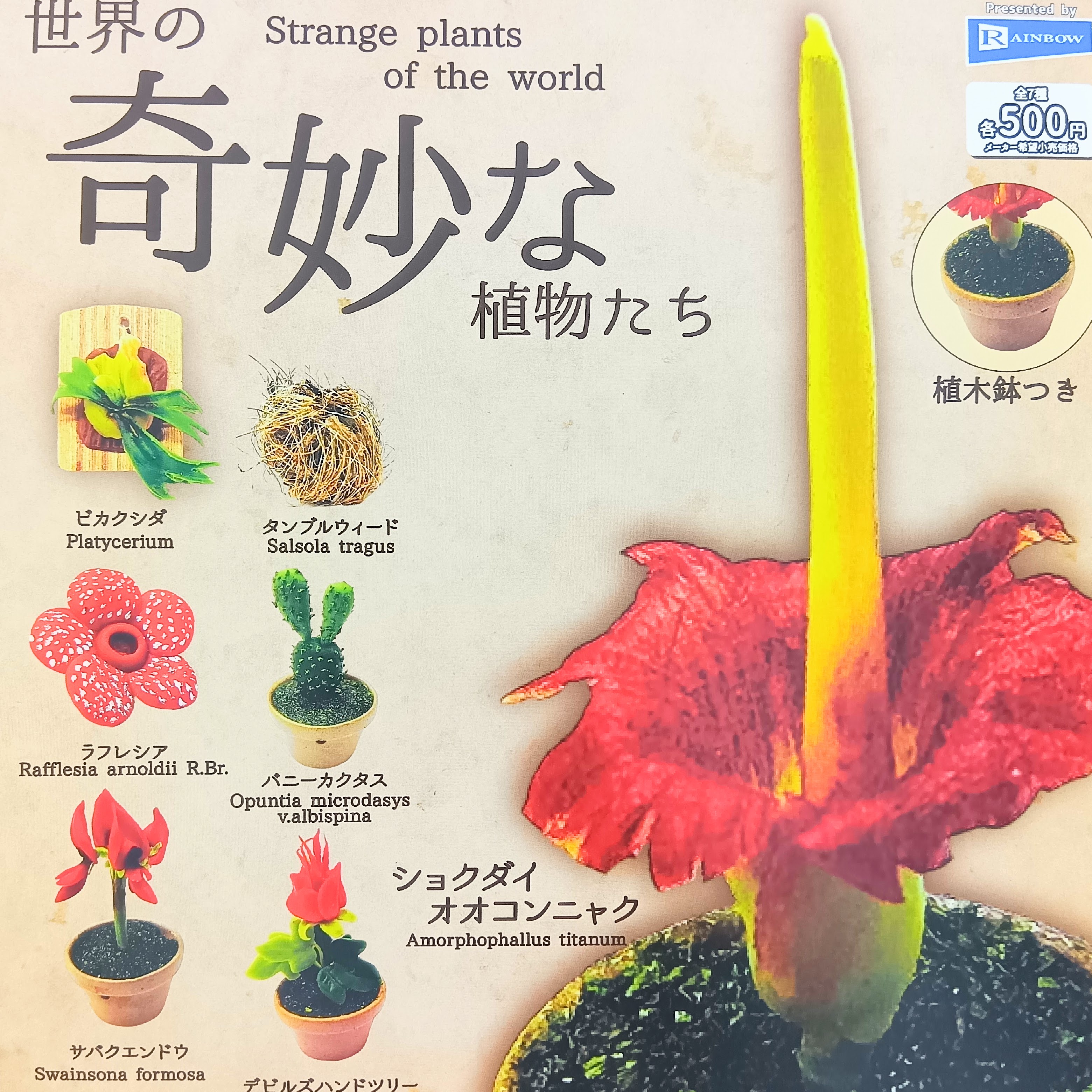 【バニーカクタス】世界の奇妙な植物たち 世界の奇妙な植物たち 【レインボー】