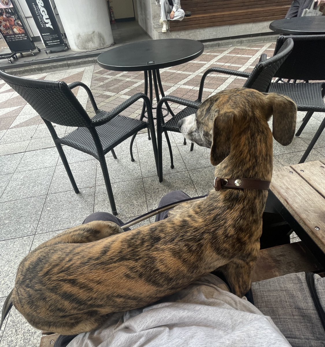 very_enough's tweet photo. 12kgの大きい赤ちゃん🐶 https://t.co/fhQf66Pawm