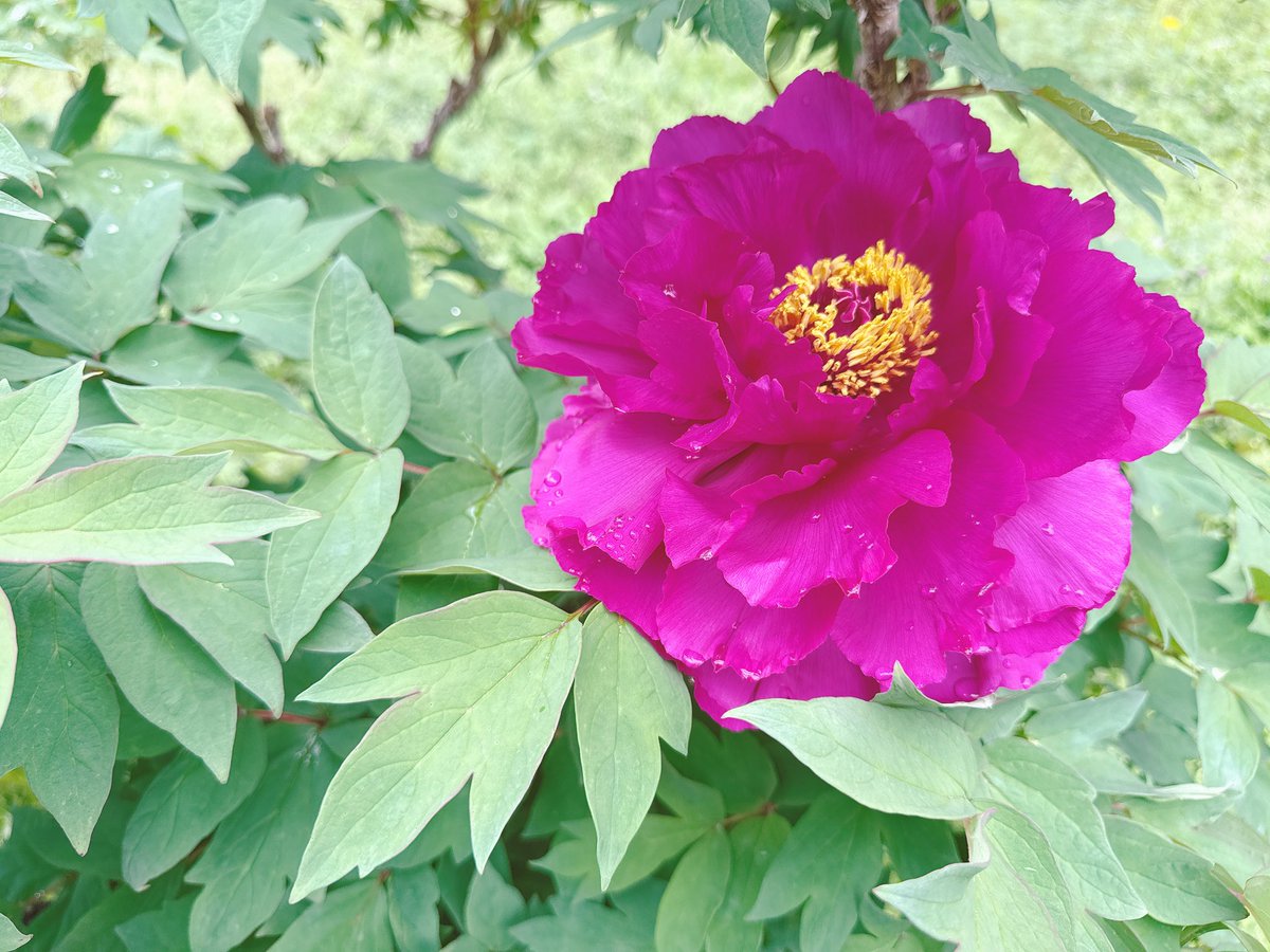rose66marry's tweet photo. こんにちは☀️

愛知県江南市の藤まつり✨
いま、満開で綺麗でした😊

春ですね！

今日も、頑張ろう😁 https://t.co/bQjbDDJXZQ
