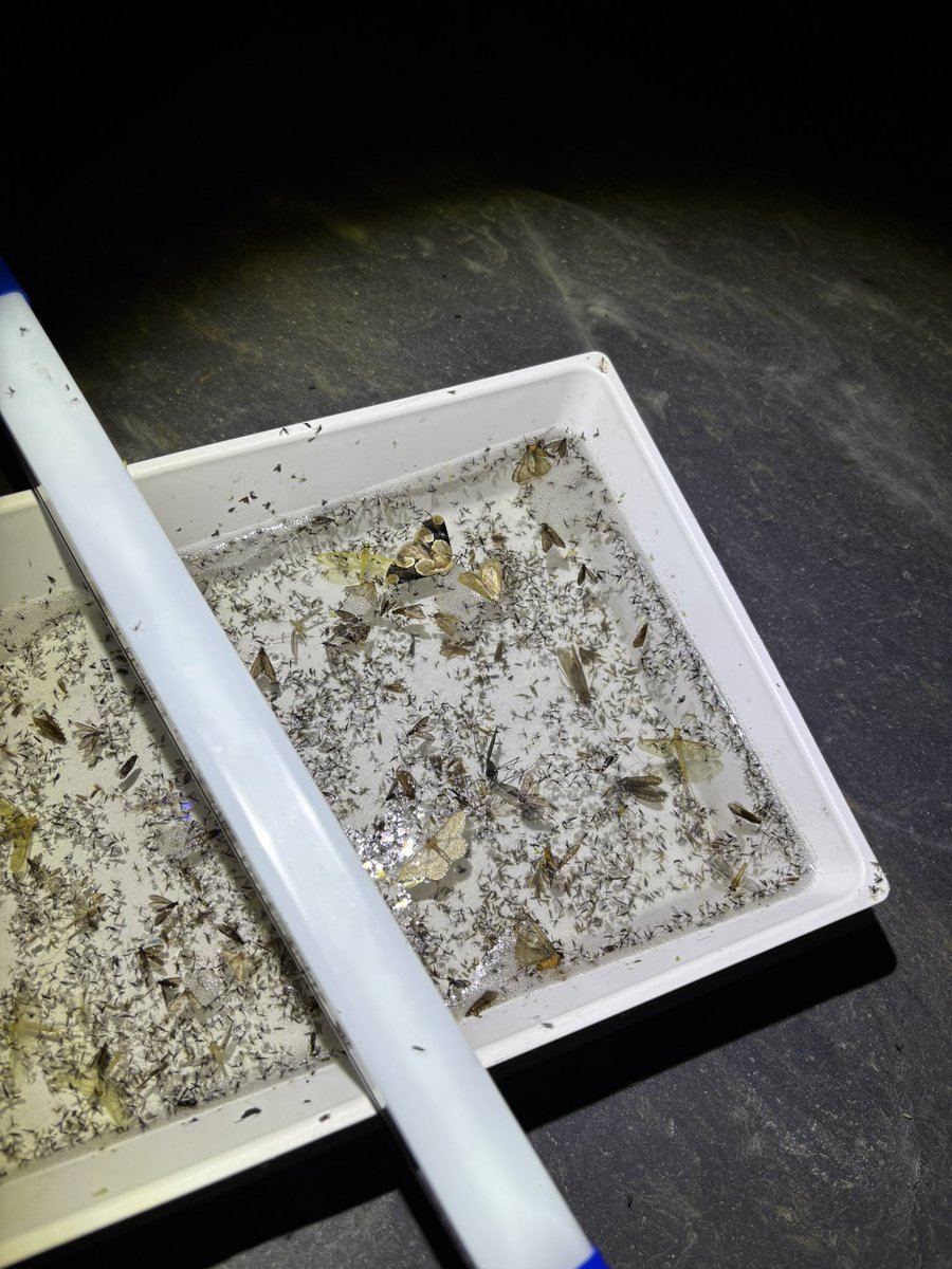 極簡易型的燈光陷阱
攜帶非常輕便，燈光大約可維持3小時，適合夜間調查時使用。
#水生昆蟲調查