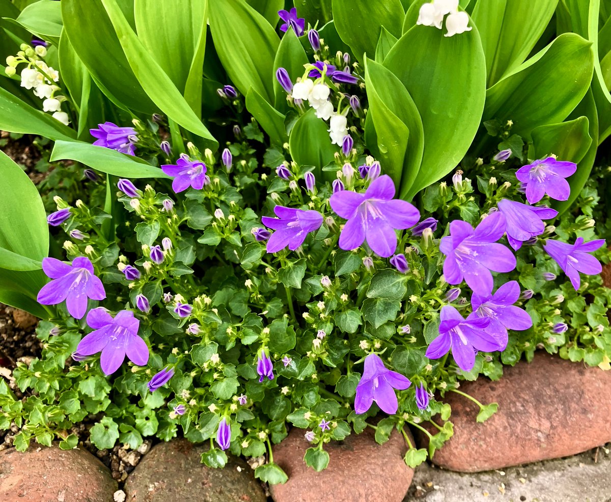jukkkie's tweet photo. Flowers for today🤍💜🤍🤍
☺️😽🌸🌸🌼🌼✨
#Flowers #LilyOfTheValley #Campanula #Bellflower #Dogwood #CornusFlorida #garden #April2025 https://t.co/ab7vjMBSAS
