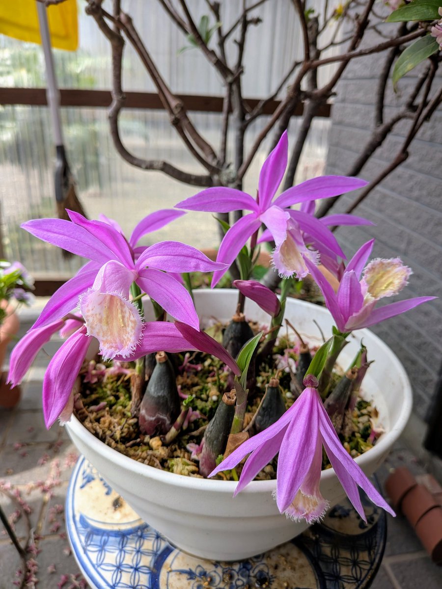 タイリントキソウ
去年は一輪だけだったけど、今年はめっちゃ咲くやん。。。