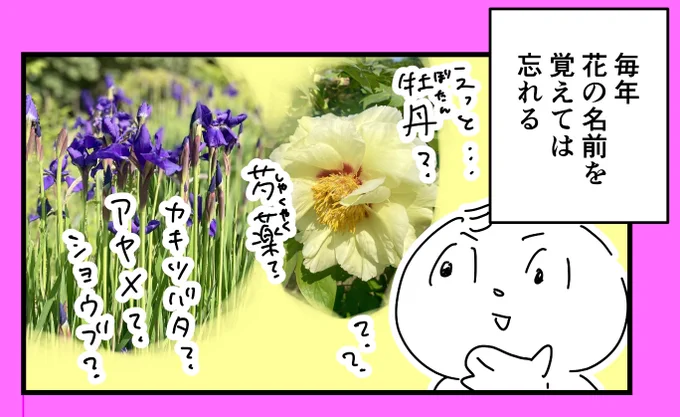 昨日、#浜離宮 恩寵庭園に行ってきたよ!

お目当ては藤の花!
藤棚きれいだった☺️
 
#牡丹 #アヤメ
#コミックエッセイ 
#エッセイ漫画 