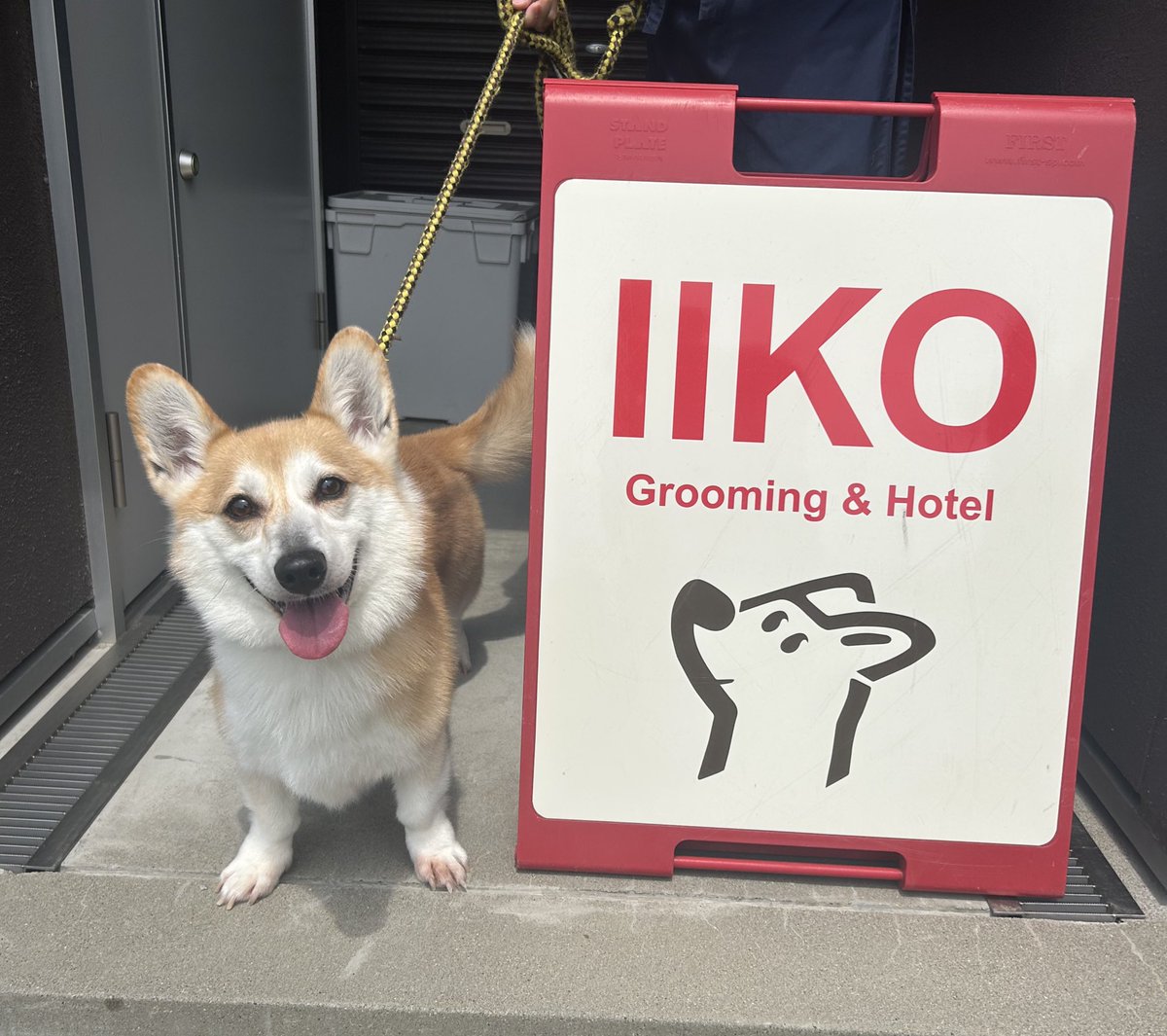 19701109756's tweet photo. 毛玉🐶🐶🐶
シャンプーおわり〜〜🧴🤍
頑張ったね💕︎
#IIKO
#グルーミング
#コーギーのいる暮らし
#多頭飼い https://t.co/5uwhqIcKSe