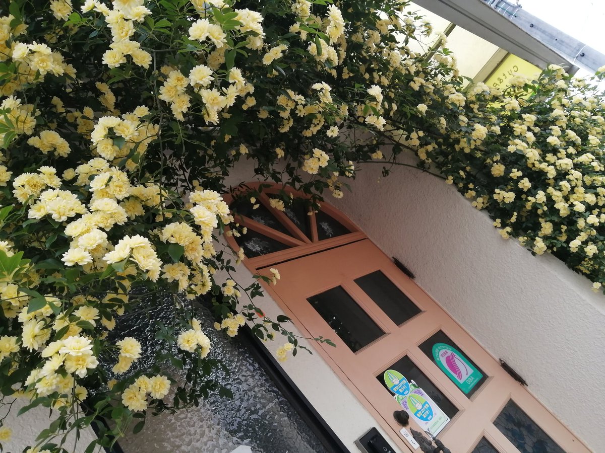 今年も🏵️モッコウバラが満開に✨🏵️✨😍

🏵️幸せアーチ🏵️✨🌈

＃驚きと感動リレー0425
＃モッコウバラ
＃編み物
＃ハンドメイド