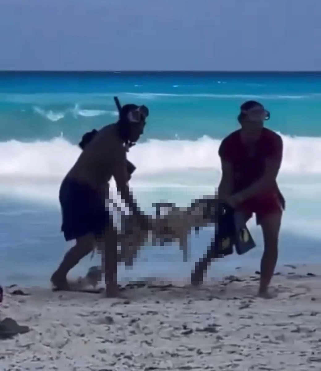 Pajarito Times 𝕏 tweet media