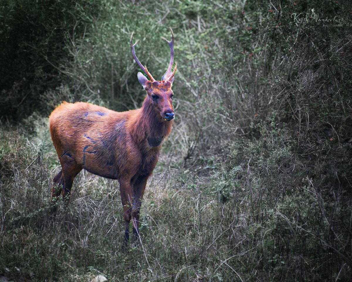 wanderlust_kris's tweet photo. On high alert

Sambar Deer

#sambardeer #deer #antelope #kabini #nagaholenationalpark #karnataka #forest #junglesafari #wildlife #wildlifephotography #natgeowild #natgeowildlife #iganimals #animalsofinstagram #nikonindia #shotonnikon #nikon #krishwanderlustphotography #thegboots https://t.co/7BYhSbVELi