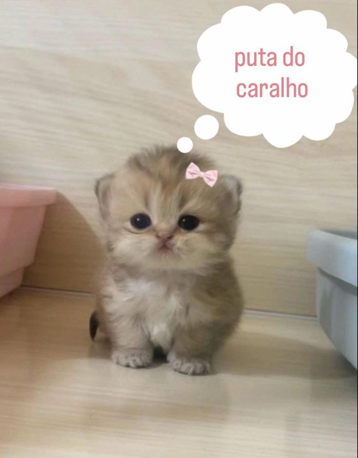perfil dedicado a gatinhos e peitos (@odeiootaco) on Twitter photo 