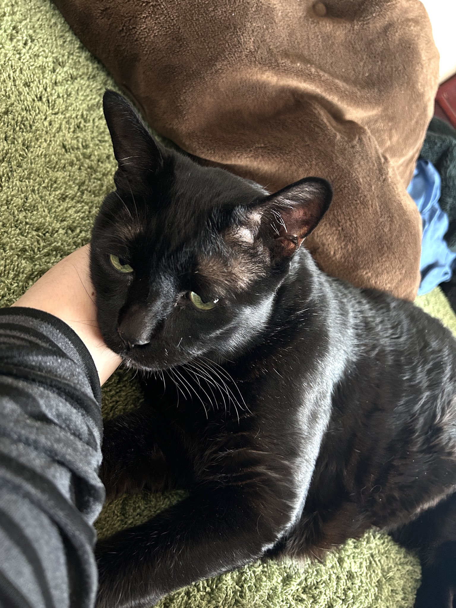 黒猫さま専用₍ ᐢ. ̫ .ᐢ ₎