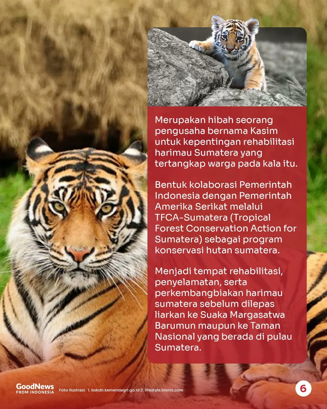 Good News From Indonesia on X: "Barumun Sanctuary (Sumatra Utara) menjadi  tempat ini jadi rumah bagi harimau yang diselamatkan dari konflik  manusia-satwa atau yang kehilangan habitat. Mereka dirawat dengan tujuan  rehabilitasi &