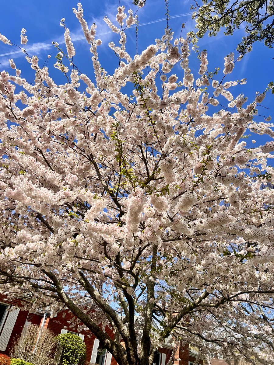 In reading, we learned about ways that we can take care of our beautiful Earth for Earth Day!🌎🌳🌼 <a href="/HamptonBaysES/">Hampton Bays ES</a> #WeAreHB #HBStrong