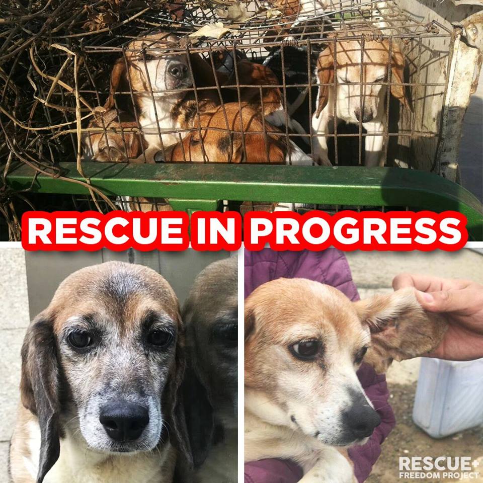 Beagle tweet media