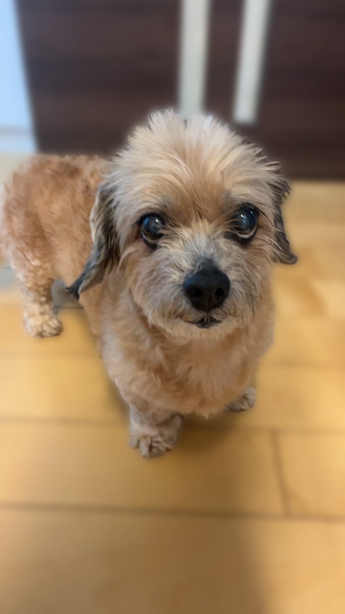 ペットの毛の入れ物 シーズ×ダックスのかわいいMIXさん🐶 卵ベースで