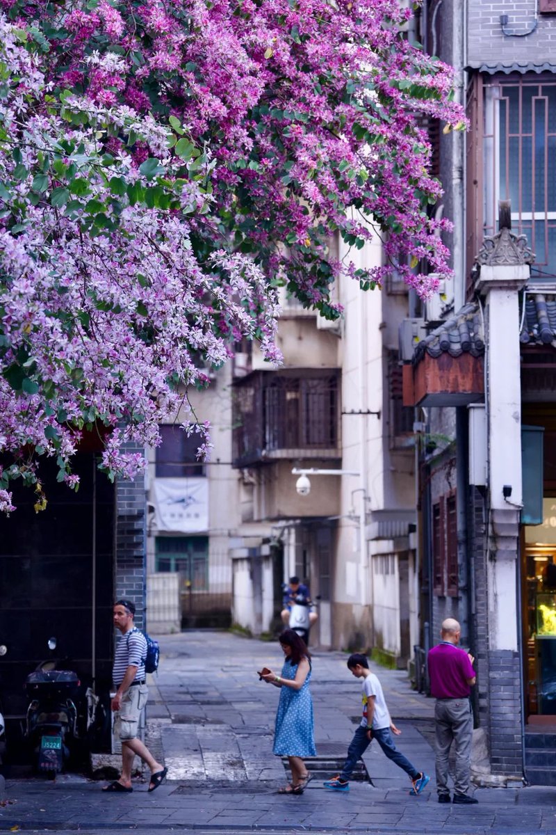 Helloguangxi1's tweet image. Spring in Guilin means streets lined with blooming Bauhinia—soft petals, mountain breeze, and a sky painted pink. 🌸🌿

#GuilinInBloom #BauhiniaBlossoms #SpringInChina #FlowerSeason #HiddenGemsChina #GuilinVibes #NatureMoments