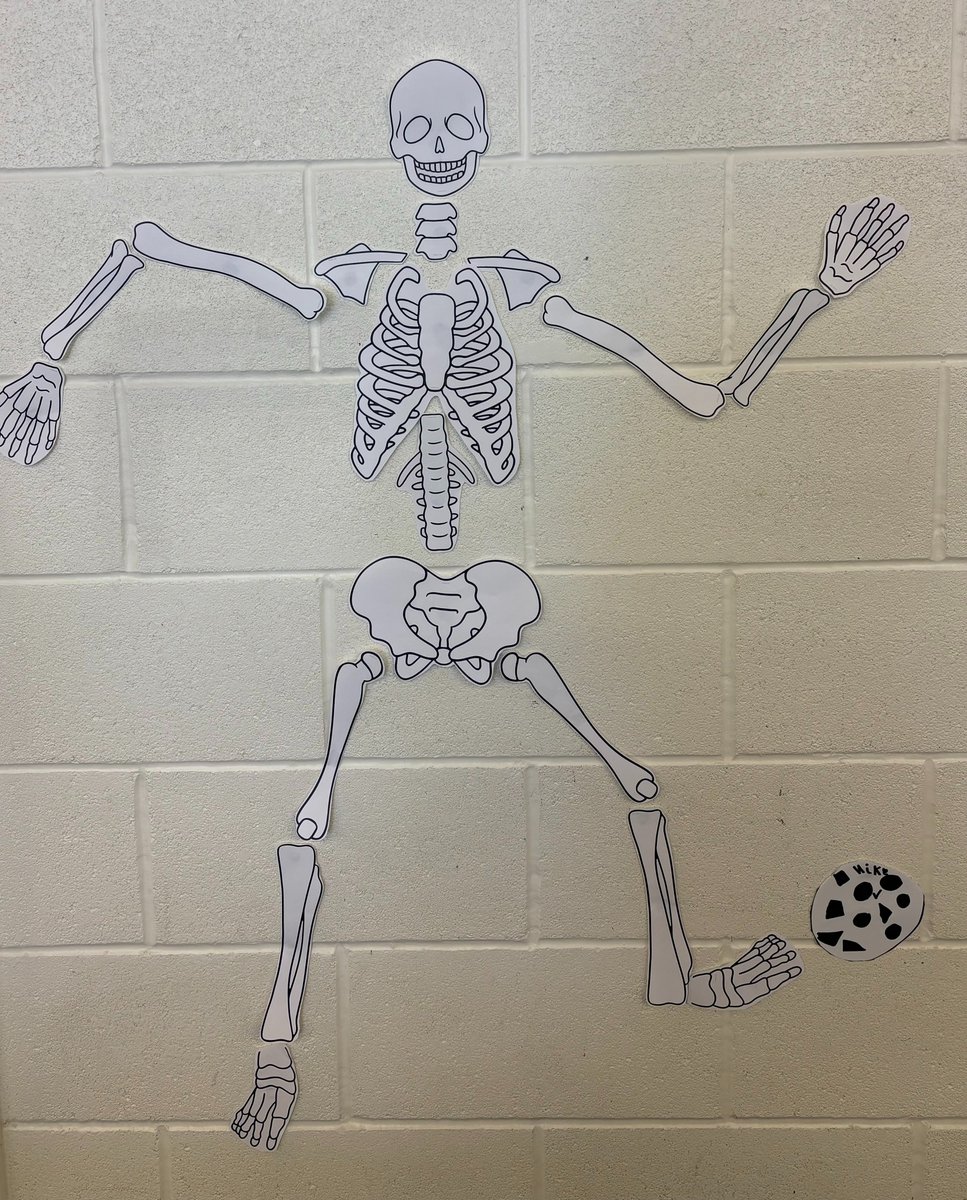 As part of KS3 Revision Week, 7bSc3 have been revising the bones of the human skeleton and the main functions of the skeleton. Do you know them all?