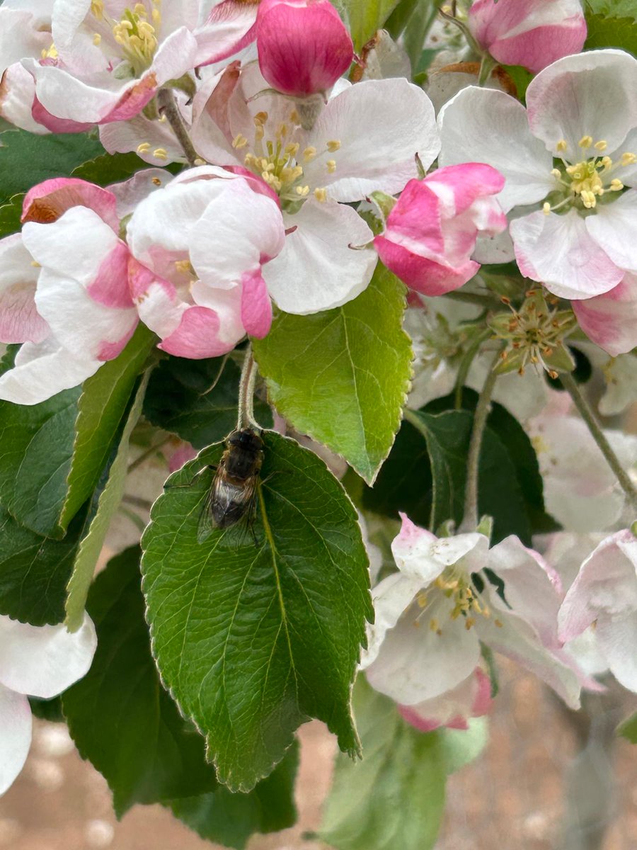 It takes a whole team to pollinate an orchard—bumblebees, solitary bees, hoverflies, drone flies, honeybees and more. Every pollinator plays a part, helping our British apples and pears thrive!
#PollinatorDiversity #OrchardWatch #BeeAware #BritishWildlife